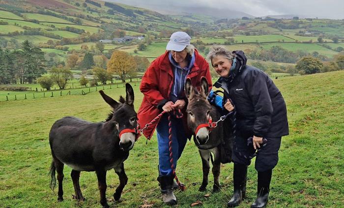 Enjoy a scenic walk with a miniature donkey